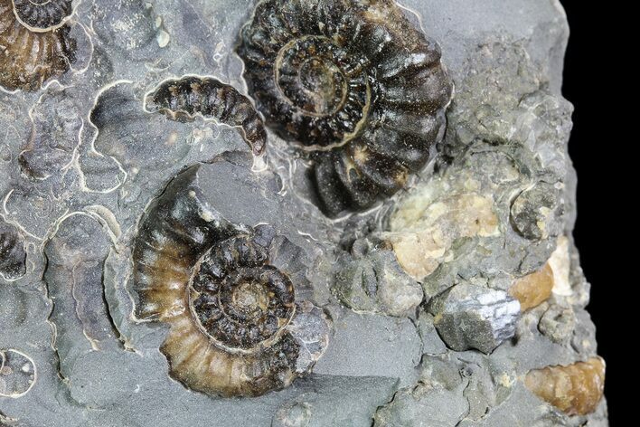 Ammonite (Promicroceras) Cluster - Somerset, England #86255